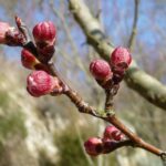 Foto de bougeons d'abricots.
