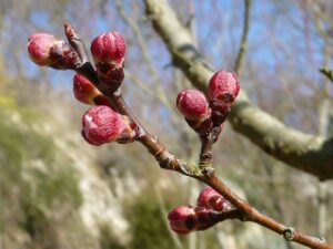 Foto de bougeons d'abricots.
