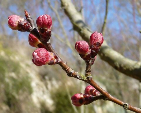 Foto de bougeons d'abricots.