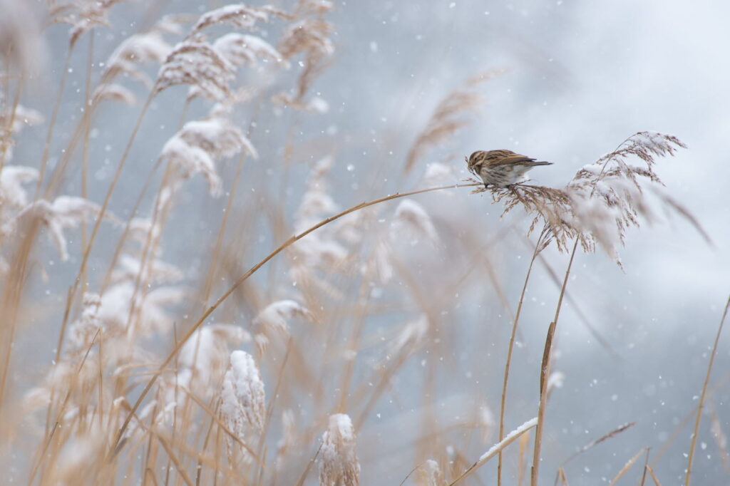 Un oiseau sur un roseau plié par son poids en plus de celui de la neige.